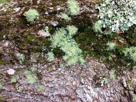 Moss on a treet